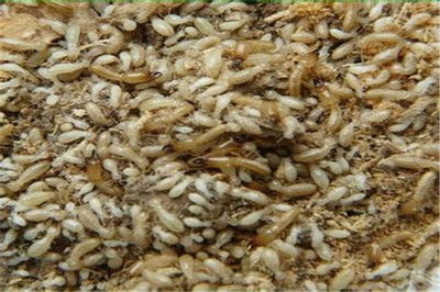 专业守护，安心无忧——大亚湾西区优质白蚁防治服务