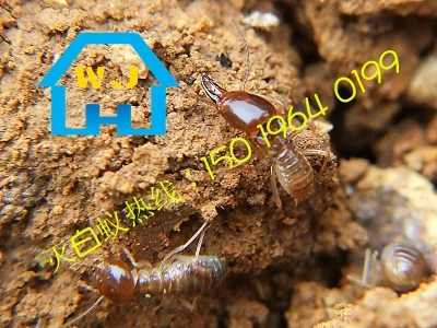 平洲白蚁防治所 专业守护家园，彻底根除白蚁之患