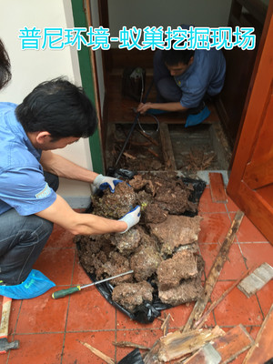 专业守护，安心无忧——上海徐汇区白蚁防治所服务指南