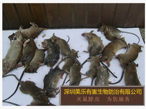 酒店灭鼠报价指南 可靠厂家与白蚁防治服务全解析