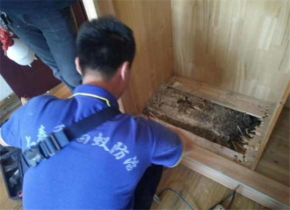 白蚁防治指南 专业防治公司助您彻底消灭白蚁隐患