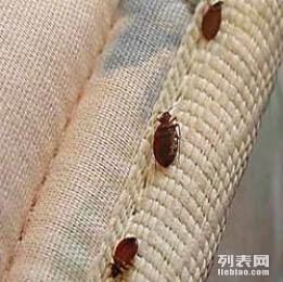深圳福田白蚁防治与保洁清洗的专业指南 守护您的家园与健康